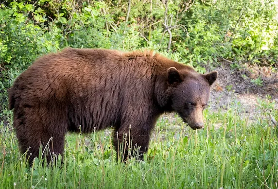 Image of a Brown Grizzly Bear in nature at Waterton National Park looking at the camera in the middle of a forest on grass.